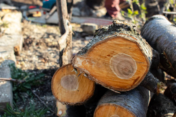 How Our Tree Care Process Works  in  Bear Creek, AK